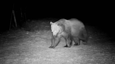 Medvede sa už prebudili po zimnom spánku. Na Liptove postavili do pozoru aj zásahový tím