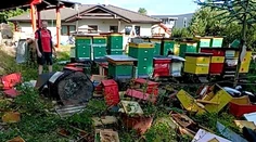 V Ružomberku opäť vyčíňal medveď. Miestnemu včelárovi zničil celú včelnicu