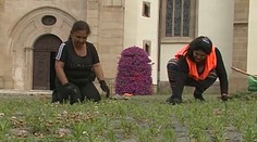 Dlažbu v centre Prešova čistia od buriny ručne. Mesto odmieta používanie chemických prípravkov