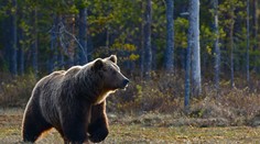 Medvede sa po novom udajú samé. Ochranárom pošlú správu vždy, keď porušia pravidlá