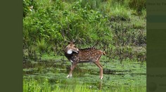Výzva: Nájdete na obrázku predátora?