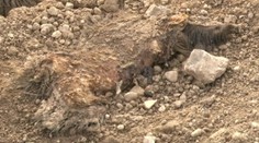 Mladík, ktorý našiel v Trenčíne zvyšky diviaka, skončil v nemocnici