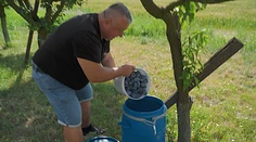Vlani mali prázdno, tento rok majú plné ruky práce. Pálenice čaká silná sezóna