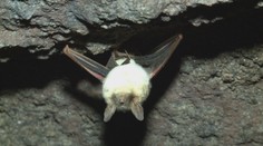 Každú noc zjedia tisíce komárov. Netopiere sú užitočnejšie, než si mnohí myslia