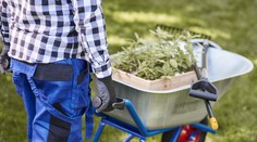 Apríl v záhrade: Päť vecí, ktoré by ste mali tento mesiac stihnúť