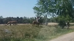 VIDEO: Vystúpiť z auta v safari parku sa nevypláca. Rodinu naháňala svorka gepardov