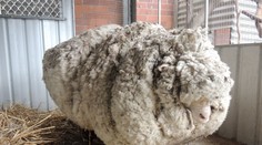 Toto stvorenie našli v buši. Museli s ním spraviť krátky proces