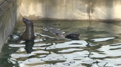 Košická zoo sa teší z nového prírastku. Toto je Lukas a Evi