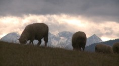 Slovákom vraj konečne zachutili domáce potraviny