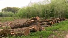 Lesy na východe majú nového šéfa: V podniku už raz pracoval, dostal hodinovú výpoveď