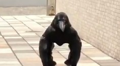 VIDEO: Hrôzostrašná vrana alebo gorila? Neidentifikovateľný tvor rozdeľuje internet