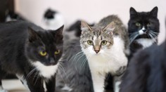 Pár žil v byte so 159 mačkami a siedmimi psami, ktoré boli v hroznom stave. Musia zaplatiť vysokú pokutu