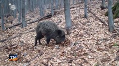 Čo s divinou? Hoci poľovníci redukujú stavy, mäso nemá kto zjesť