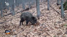 Čo s divinou? Hoci poľovníci redukujú stavy, mäso nemá kto zjesť