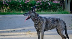 Zatúlaný pes pobehoval po dedine. Zachránil tak život svojho majiteľa