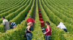 Francúzsko: Úrady vyšetrujú úmrtia robotníkov v Champagne počas vlny horúčav