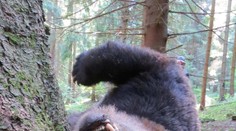 V Národnom parku Veľká Fatra niekto nelegálne zastrelil medveďa. Vyšetrujú to policajti