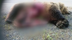 Nehodu pod Tatrami neprežila medvedica a jej mláďa