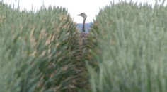 Safari pri Bánovciach nad Bebravou pokračuje, exotického vtáka stále nechytili