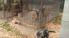 Chlapec, ktorého usmrtil pes, bol na návšteve. Takto sa odohrala tragédia