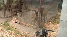 Chlapec, ktorého usmrtil pes, bol na návšteve. Takto sa odohrala tragédia