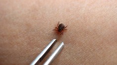 Kliešte si svoje obete vyberajú: Táto krvná skupina ich láka najviac