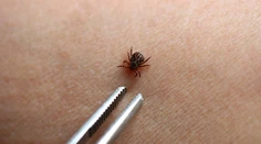 Kliešte si svoje obete vyberajú: Táto krvná skupina ich láka najviac