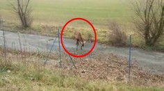 Jeleň sa parohami zachytil do oplotenia. Koniec nikto nečakal