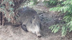 Do areálu strednej školy v Žiline sa zatúlal diviak