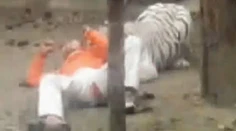 Zdeptaný muž sa ponúkol tigrovi ako potrava