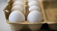 Holandsko a Nemecko blokujú zverejnenie údajov o škandále okolo Fipronilu