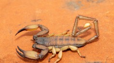 Prežili dinosaury, nezabije ich ani výbuch atómovej bomby. Vedci zistili, prečo sú škorpióny víťazmi evolúcie