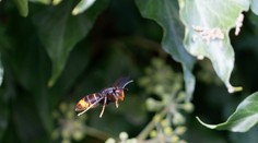 Invázny sršeň ázijský je už aj na našom území. Jeho výskyt potvrdili na juhu Slovenska