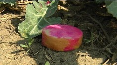 Potvrdené! Psy zožrali otrávené špekáčiky