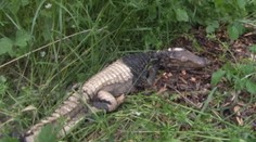 Rybár nechcel veriť. Pri Váhu našiel skutočného krokodíla