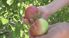 Naše jablká nevedia konkurovať zahraničným. Niektorí možno zlikvidujú sady