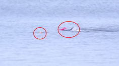 Boj o život na videu. Kajakár sa snažil ujsť pred žralokom, ktorý ho napadol