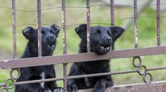 Otravuje vás susedov štekajúci pes? Takto môžete reagovať