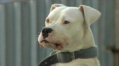 Majitelia zvierat pozor! Ak vám ujde pes a niekoho pohryzie, čaká vás väzenie