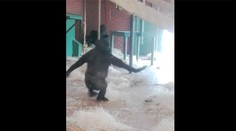 Tancujúca gorila pokorila internet