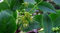 Táto rastlina zabráni rakovine pankreasu