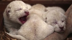 Tieto roztomilé biele „klbká" sa narodili neďaleko Slovenska