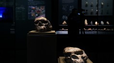 Milión rokov stará lebka prepisuje históriu evolúcie. Ľudia chodili po Zemi skôr, ako sme sa učili v škole