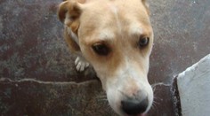 Hrôzostrašné ráno vo Vrbovom: Psíka roztrhali vlčiaky