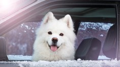 Kaderník sa nechal poriadne uniesť. Keď si žena prišla pre psa, ani ho nespoznala