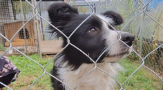 Zamotaný príbeh, ktorý riešili policajti v dvoch štátoch. Zatúlaného psa bez údajov sa podarilo vrátiť do správnych rúk