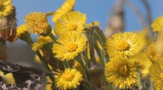 Fascinujúci úkaz pri Ružomberku. Z ničoho nič vyrástlo žlté more, zaskočilo aj vedcov