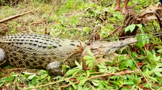 Krvavá odveta: Za smrť muža takmer 300 životov