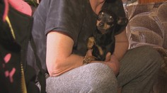 Doplatili na dôverčivosť: Dvojica chcela šteniatka, no prišli o peniaze