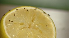 Máte aj vy domácnosť plnú mušiek a neviete odkiaľ sa berú? Tu nájdete odpoveď